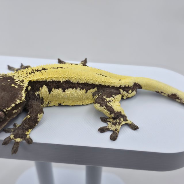 릴리 세이블 아잔틱 릴잔틱 세이블