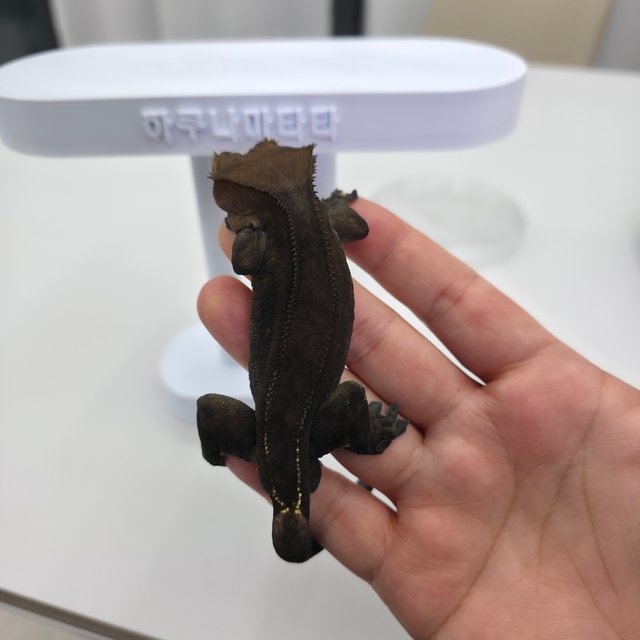 챠콜 팬텀 카푸치노