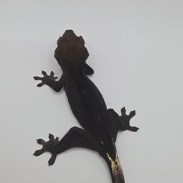 챠콜 팬텀 카푸치노