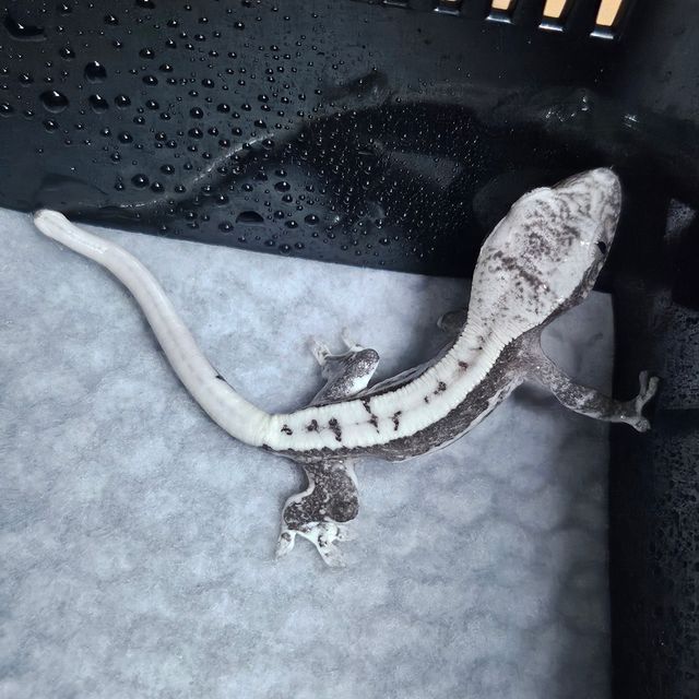 릴잔틱