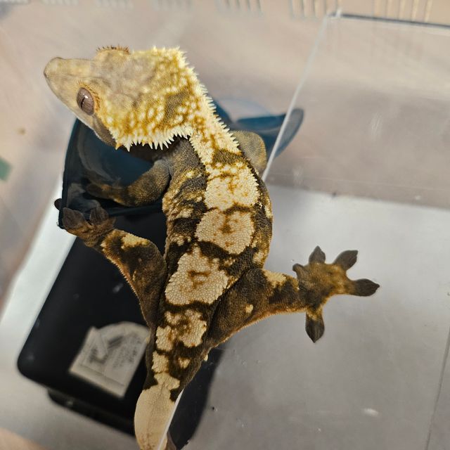 세이블