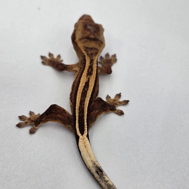 슈퍼스트라이프 엠티백