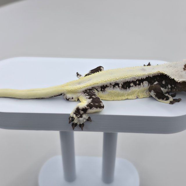 릴잔틱 솔리드백