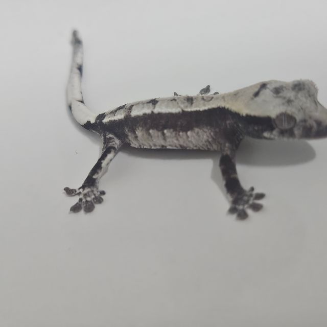 아잔틱