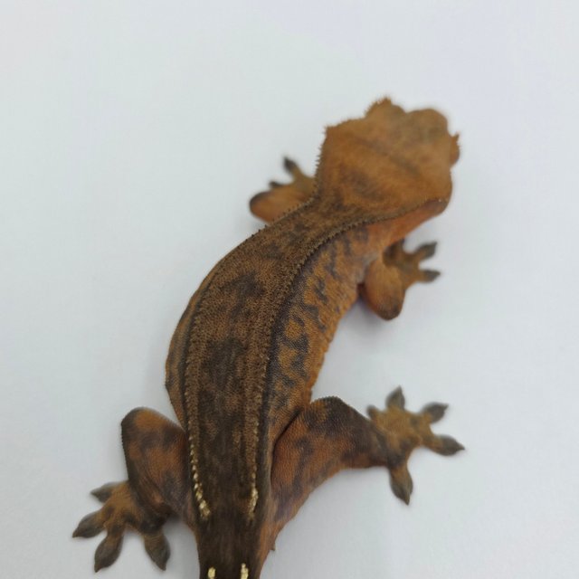 챠콜 팬텀 카푸치노 슈퍼스트라이프