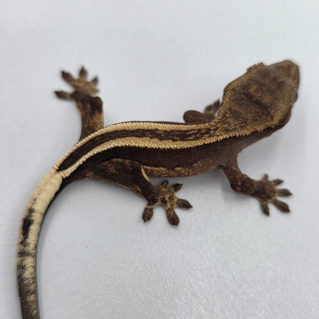 슈퍼스트라이프 엠티백