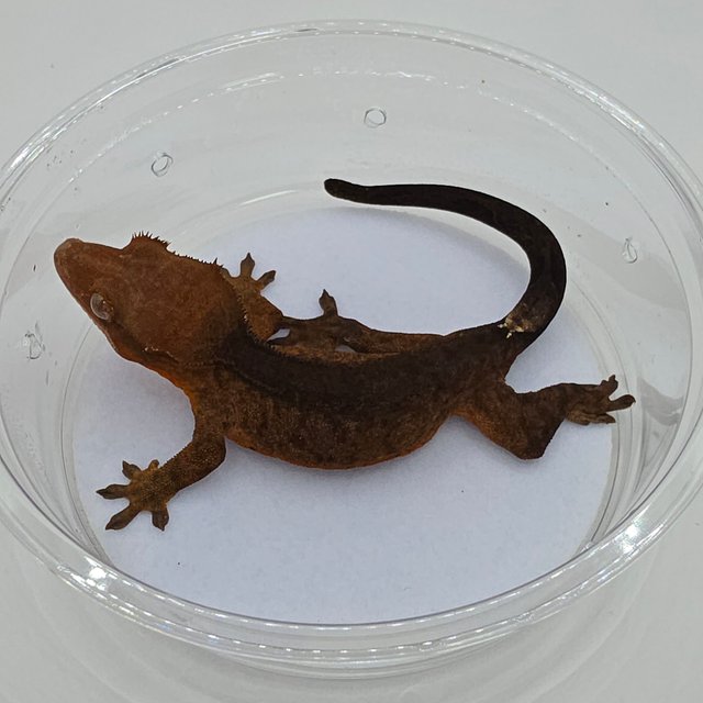 챠콜 팬텀 카푸치노