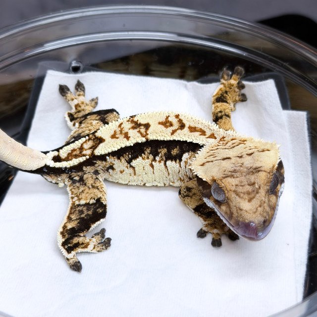 트라이 쿼드 노멀 드리피