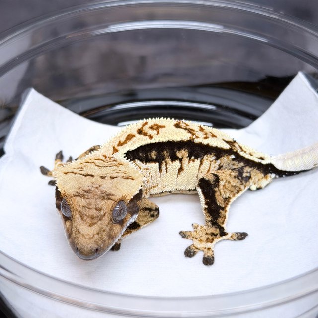 트라이 쿼드 노멀 드리피