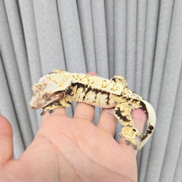 노멀 트라이 쿼드