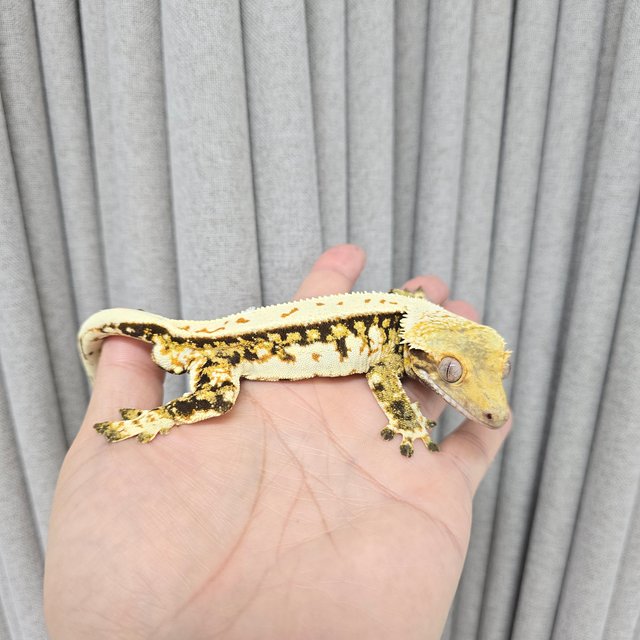 노멀 트라이 쿼드 드리피