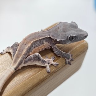 초초 릴리화이트