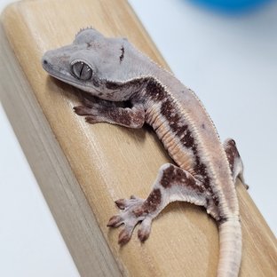 초초 릴리화이트