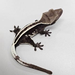 Axanthic Full Pinstripe Super Stripe Empty Back