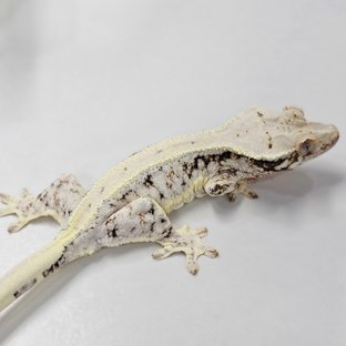 Lilly 100% Het Axanthic