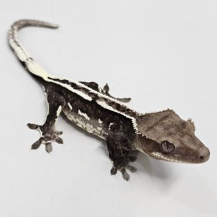Axanthic