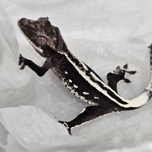 Axanthic