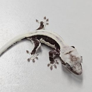 릴잔틱