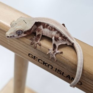 초초 릴리화이트