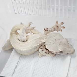 Chocho Lilly White