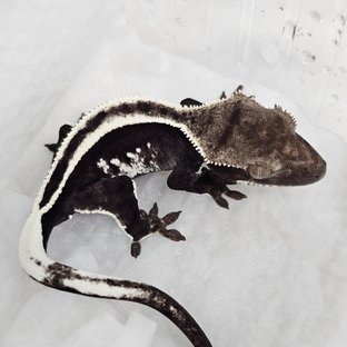 Axanthic
