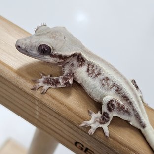 초초 릴리화이트