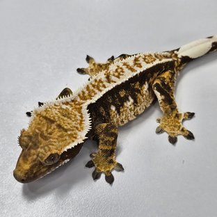 100% Het Axanthic