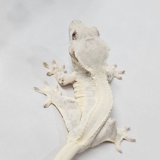 Chocho Lilly White