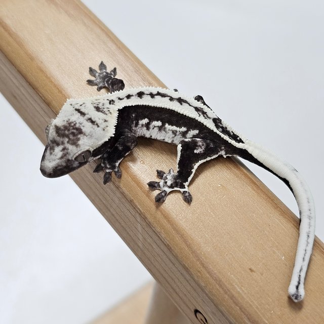 Axanthic