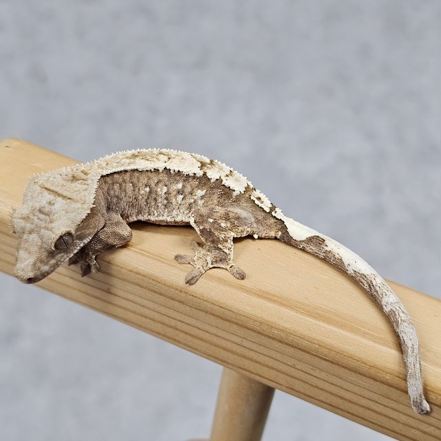 세이블 100%헷아잔틱