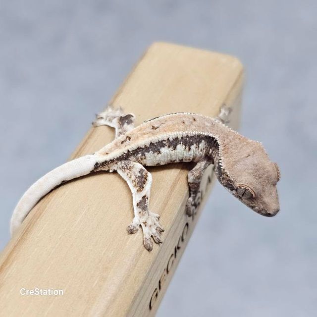 릴리 세이블 100%헷아잔틱