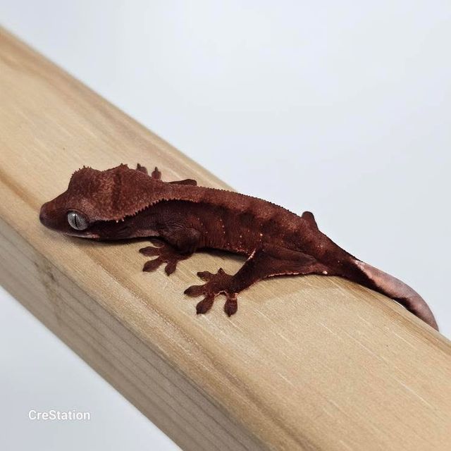 초초