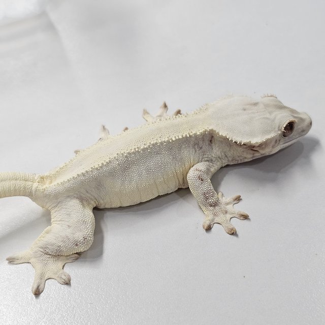 Chocho Solid Back Lilly White