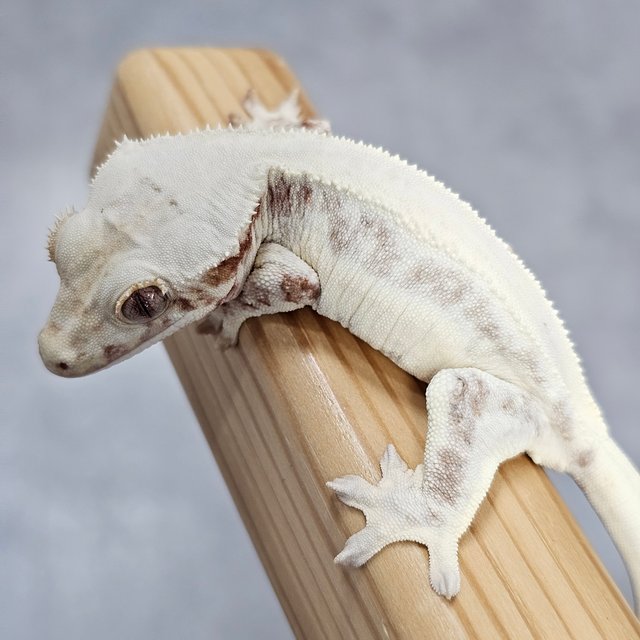 Lilly White Chocho