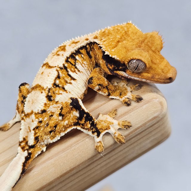 Normal Tri Tangerine