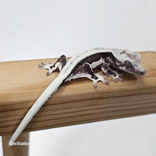 릴잔틱