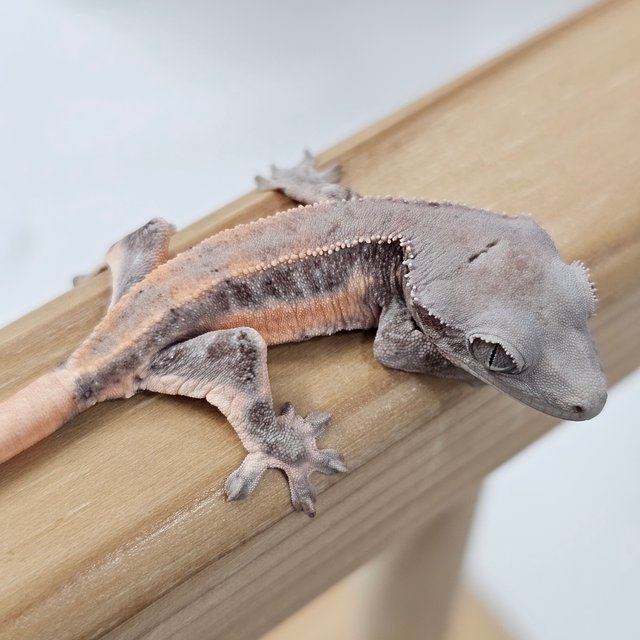 초초 릴리화이트