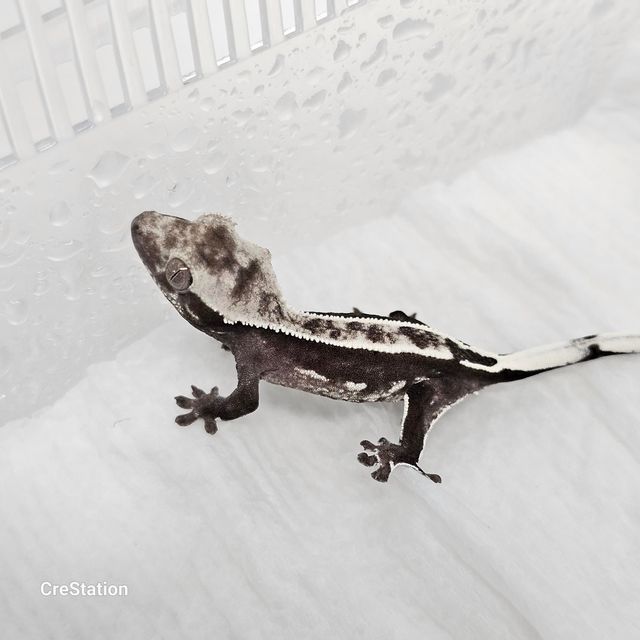 아잔틱