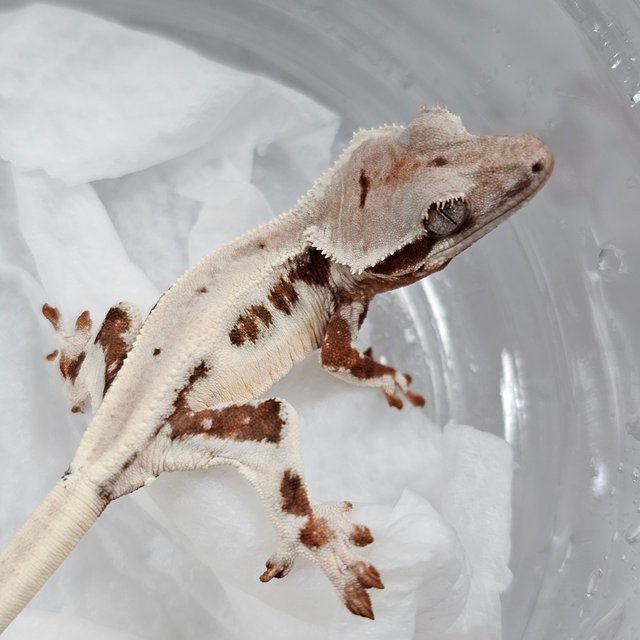 초초 릴리화이트