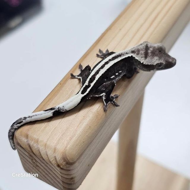 아잔틱