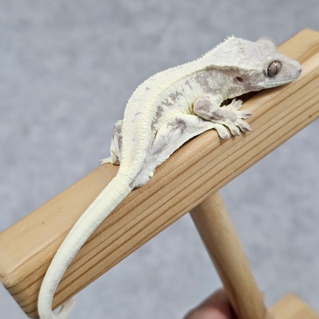 100%헷아잔틱 릴리 세이블