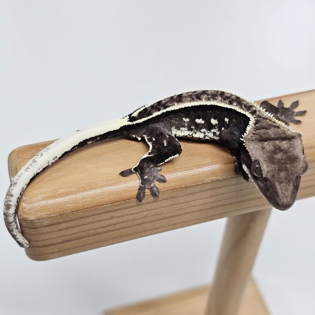 Axanthic