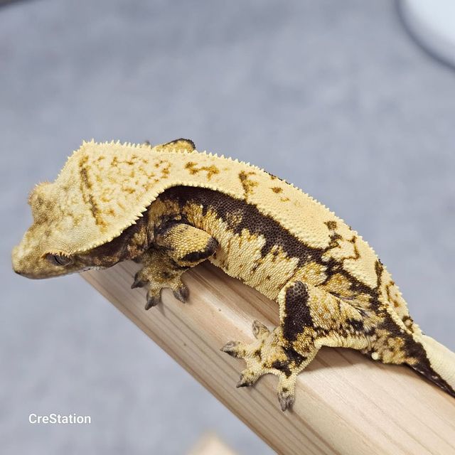 노멀