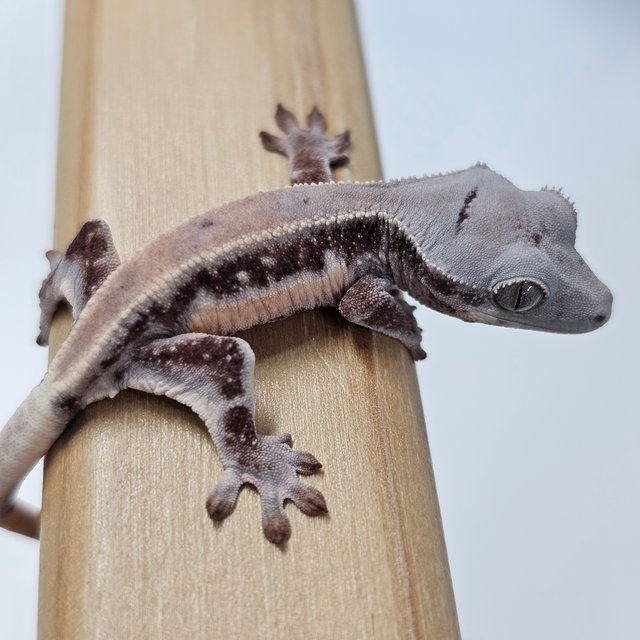 초초 릴리화이트