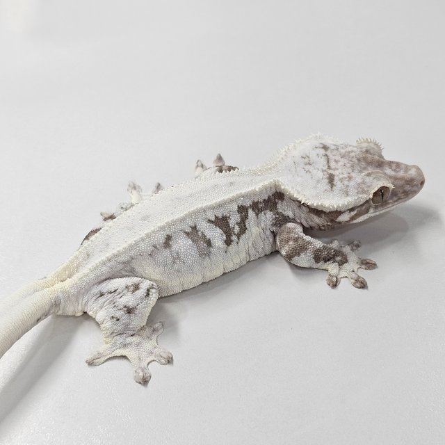 Lilly Axanthic