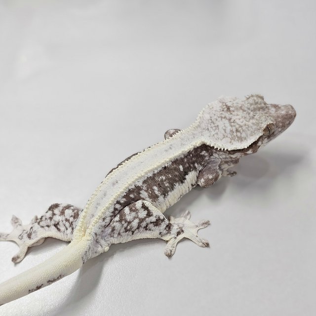Lilly Axanthic
