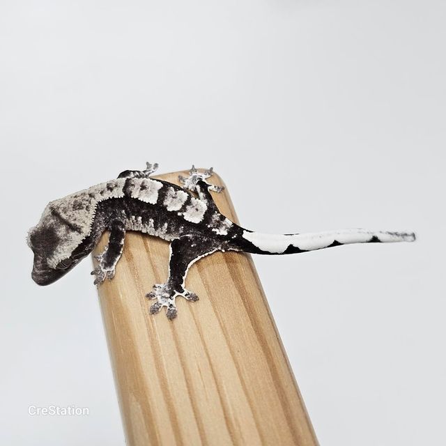 아잔틱