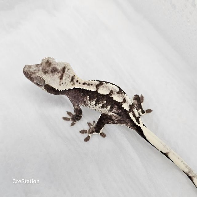 아잔틱