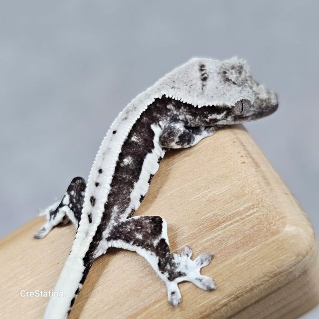릴잔틱