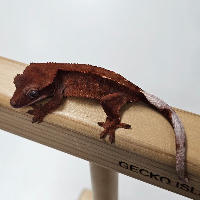 초초